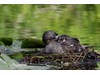 Photo of Podilymbus podiceps
